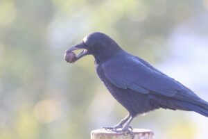 ハシボソガラス2025年10月26日