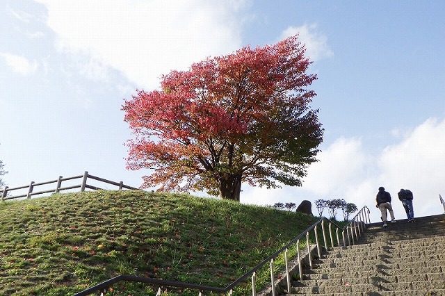 2025年10月19日紅葉の状況(展望台一本桜)