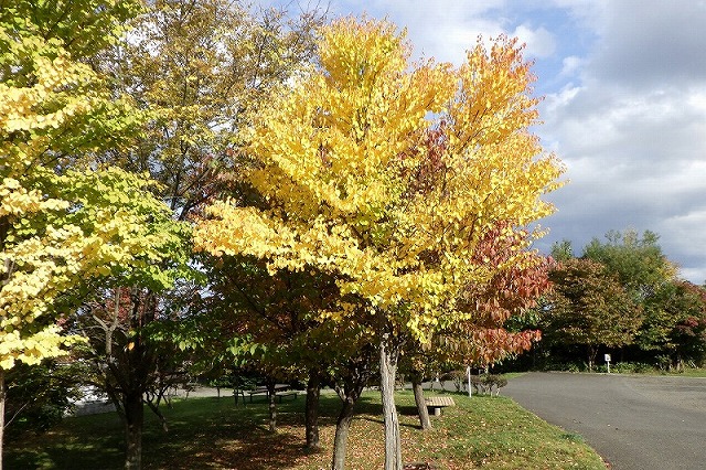 2025年10月19日紅葉の状況(新桜並木のカツラ)