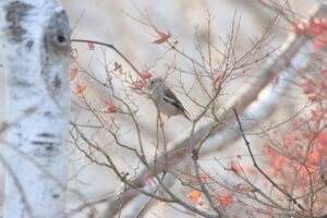 シメ2025年11月23日