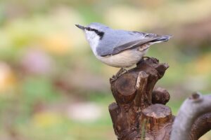 ゴジュウカラ2025ね11月3日亜種シロハラゴジュウカラ