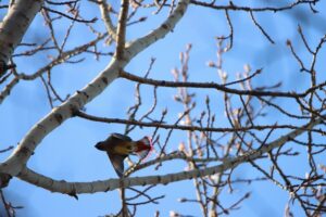 ヒレンジャク2025年11月30日