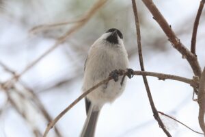ハシブトガラ2025年11月15日