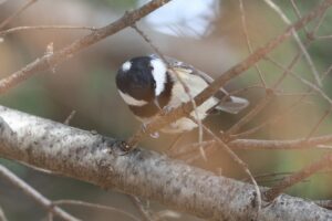 ヒガラ2025年11月15日