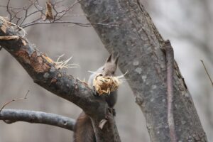 エゾリス2025年11月30日樹皮はぎ3