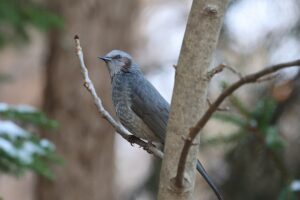 ヒヨドリ2025年11月15日