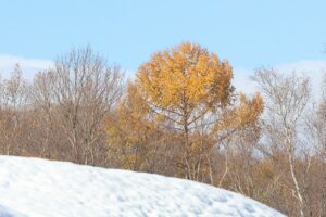 カラマツ黄葉2025年11月15日1