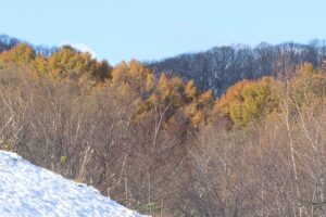 カラマツ黄葉2025年11月15日2