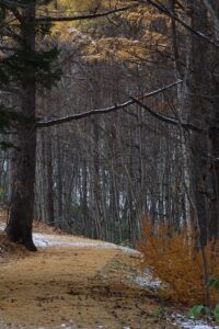 カラマツ黄葉2025年11月15日3風の丘Ｕ字坂