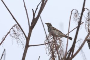 ツグミ2025年11月15日ヌルデの実を食べる