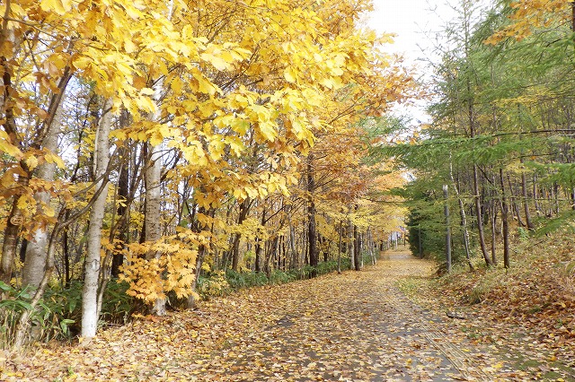 2025年11月2日紅葉の状況 (ミュンヘンの森近くの散策路)