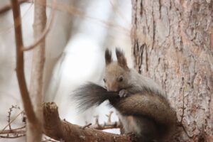 エゾリス2025年11月15日毛づくろい3