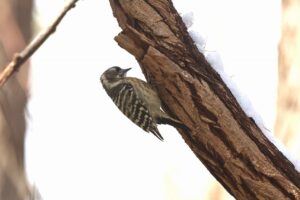 コゲラ2025年11月15日