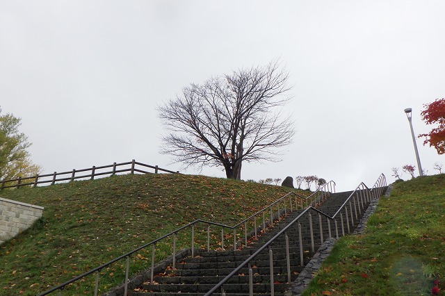 2025年11月2日紅葉の状況 (展望台一本桜)