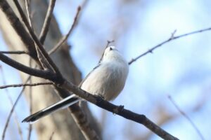 シマエナガ2025年11月30日2