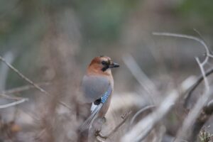 ミヤマカケス2025年11月15日