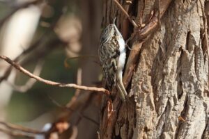 キバシリ2025年11月15日