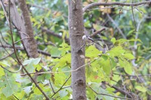 シマエナガ2025年11月3日