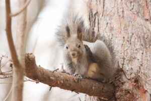 エゾリス2025年11月15日毛づくろい1