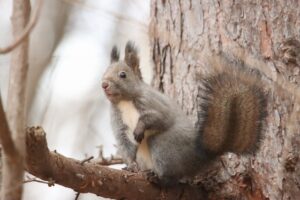 エゾリス2025年11月15日毛づくろい2