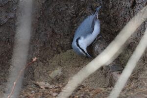 ゴジュウカラ2025年11月30日