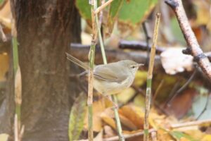 ウグイス2025年11月3日