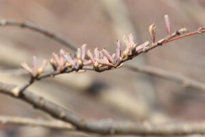 カツラの実2025年11月23日