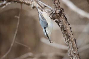 ゴジュウカラ2025年11月15日亜種シロハラゴジュウカラ