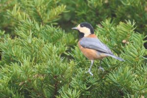 ヤマガラ2025年11月3日