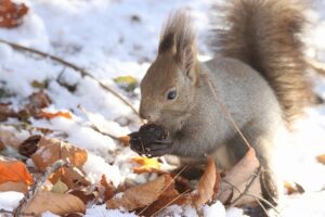 エゾリス2025年11月23日