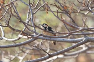 アカゲラ雌2025年11月23日