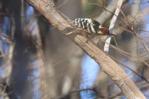 オオアカゲラ雄2025年11月30日