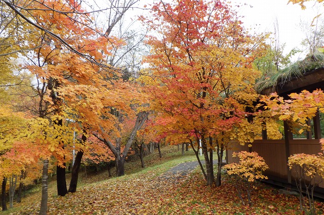 2025年11月2日紅葉の状況 (展望デッキ)