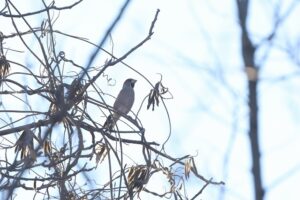 シメ2025年11月30日クズの豆を食べる