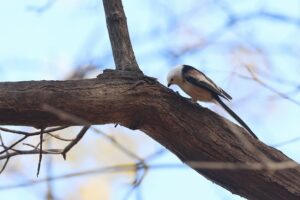 シマエナガ2025年11月9日1