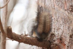 エゾリス2025年11月15日毛づくろい5