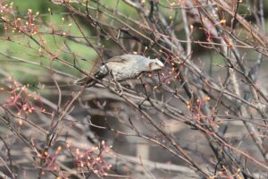 ヒヨドリ2025年11月23日
