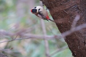 アカゲラ雄2025年11月15日