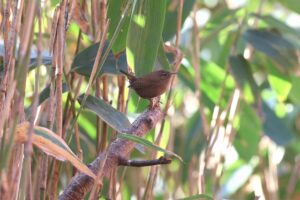 ミソサザイ2025年11月15日