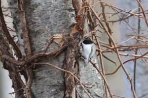 ハシブトガラ2025年11月23日