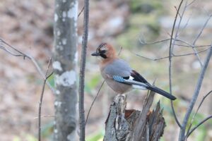 ミヤマカケス2025年11月30日