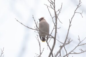 キレンジャク2025年11月15日