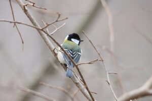 シジュウカラ2025年11月30日