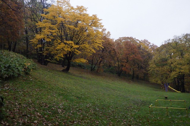 旭山の紅葉2025年11月1日遊具広場のイタヤカエデ