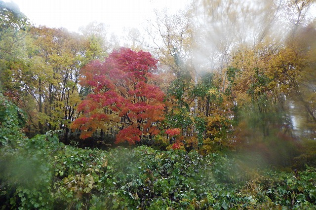 旭山の紅葉2025年11月1日旭山でいちばんきれいに色づくヤマモミジ