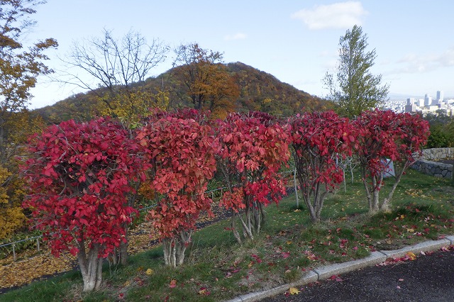 円山とニシキギ