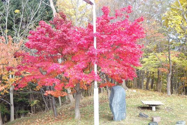 寺田京子句碑近く