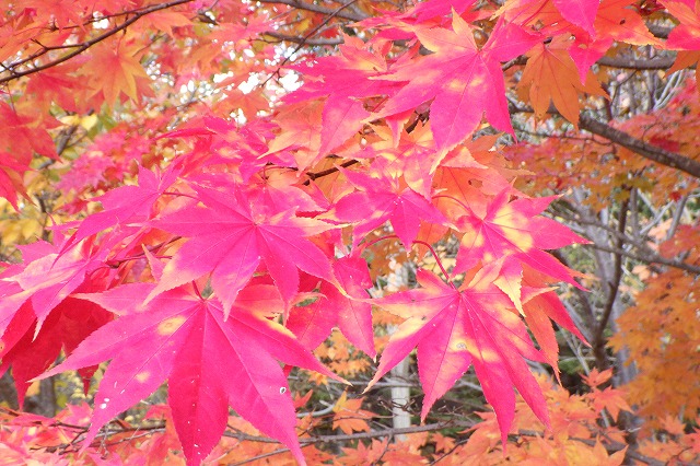 紅葉アップ