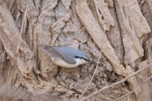 ゴジュウカラ2025年11月9日