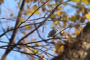 シマエナガ2025年11月15日